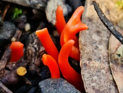 Clavulinopsis sulcata (A club fungi) at Paddys River, ACT - 2 May 2022 by RobG1