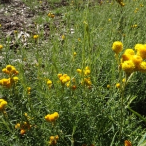 Chrysocephalum semipapposum at Molonglo Valley, ACT - 3 May 2022