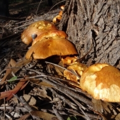 Gymnopilus junonius (Spectacular Rustgill) at Molonglo Valley, ACT - 28 Apr 2022 by AndyRussell
