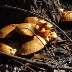 Gymnopilus junonius at Molonglo Valley, ACT - 28 Apr 2022