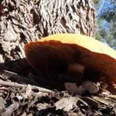 Gymnopilus junonius at Molonglo Valley, ACT - 28 Apr 2022