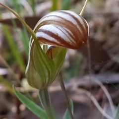 Diplodium truncatum (Little Dumpies, Brittle Greenhood) at Point 4910 - 3 May 2022 by mlech