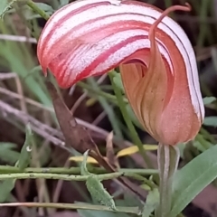 Diplodium truncatum at Point 4910 - suppressed