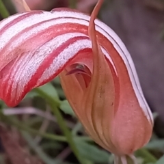 Diplodium truncatum at Point 4910 - suppressed