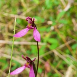 Eriochilus magenteus at Tennent, ACT - 17 Feb 2022