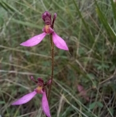 Eriochilus magenteus at Tennent, ACT - 17 Feb 2022