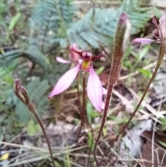 Eriochilus magenteus at Tennent, ACT - 17 Feb 2022