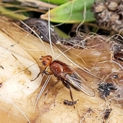 Lauxaniidae (family) at Stromlo, ACT - 4 May 2022 by trevorpreston