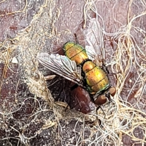 Lucilia sp. (genus) at Stromlo, ACT - 4 May 2022