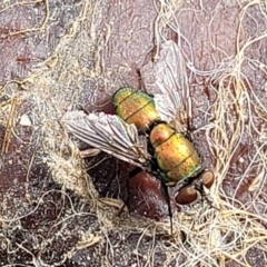 Lucilia sp. (genus) at Stromlo, ACT - 4 May 2022