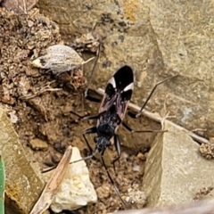 Dieuches sp. (genus) (Black and White Seed Bug) at Stromlo, ACT - 4 May 2022 by trevorpreston