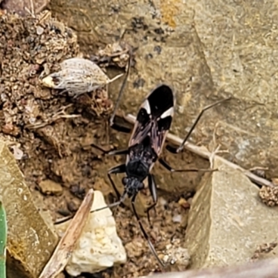 Dieuches sp. (genus) (Black and White Seed Bug) at Stromlo, ACT - 4 May 2022 by trevorpreston