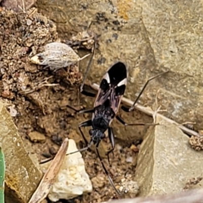 Dieuches maculicollis (Black-and-white seed bug) at Stromlo, ACT - 4 May 2022 by trevorpreston