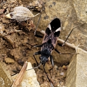 Dieuches maculicollis at Stromlo, ACT - 4 May 2022