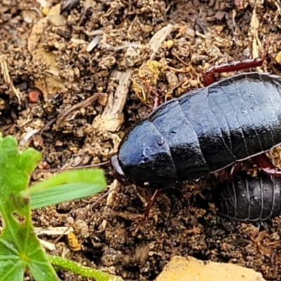 Platyzosteria similis (Red-legged litter runner) at Stromlo, ACT - 4 May 2022 by trevorpreston