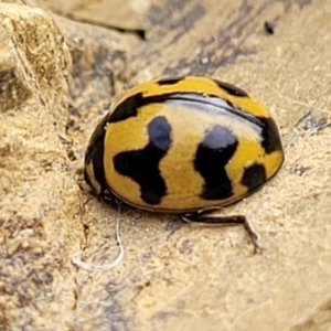 Coccinella transversalis at Stromlo, ACT - 4 May 2022 11:25 AM