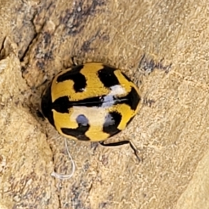 Coccinella transversalis at Stromlo, ACT - 4 May 2022 11:25 AM