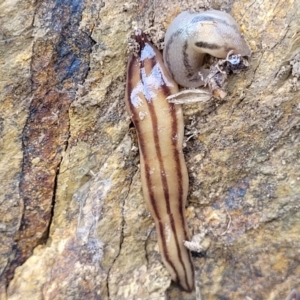 Anzoplana trilineata at Stromlo, ACT - 4 May 2022