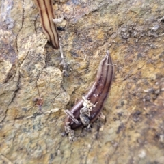 Anzoplana trilineata at Stromlo, ACT - 4 May 2022