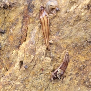 Anzoplana trilineata at Stromlo, ACT - 4 May 2022