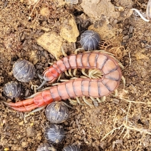 Cormocephalus aurantiipes at Stromlo, ACT - 4 May 2022