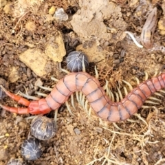 Cormocephalus aurantiipes at Stromlo, ACT - 4 May 2022