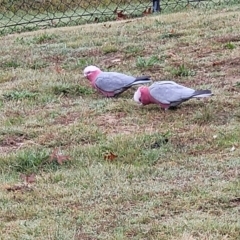 Eolophus roseicapilla (Galah) at Stromlo, ACT - 3 May 2022 by trevorpreston