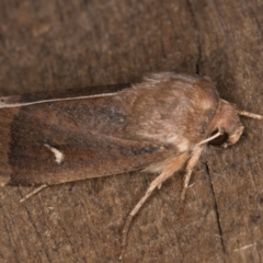 Proteuxoa (genus) (A Noctuid moth) at Melba, ACT - 23 Apr 2022 by kasiaaus