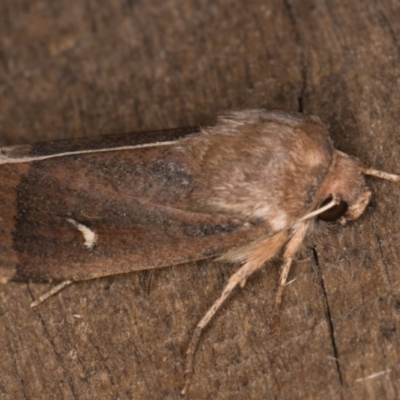 Proteuxoa (genus) (A Noctuid moth) at Melba, ACT - 23 Apr 2022 by kasiaaus