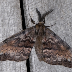 Chelepteryx collesi at Melba, ACT - 25 Apr 2022