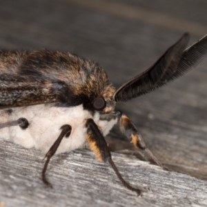 Chelepteryx collesi at Melba, ACT - 25 Apr 2022