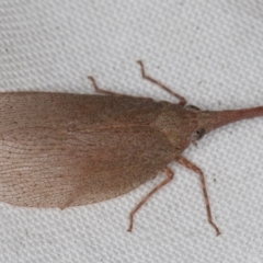 Rentinus dilatatus (Fulgorid planthopper) at Melba, ACT - 24 Apr 2022 by kasiaaus