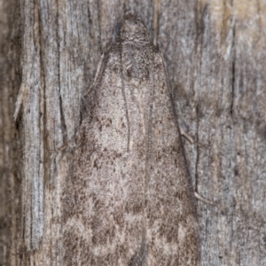 Heteromicta pachytera at Melba, ACT - 26 Apr 2022 12:03 AM