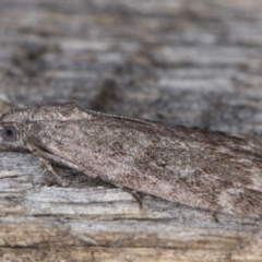 Heteromicta pachytera at Melba, ACT - 26 Apr 2022 12:03 AM