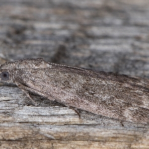 Heteromicta pachytera at Melba, ACT - 26 Apr 2022