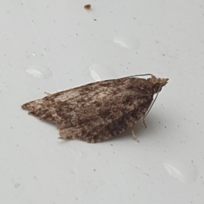 Thrincophora impletana (a Tortrix moth) at O'Connor, ACT - 4 May 2022 by LD12