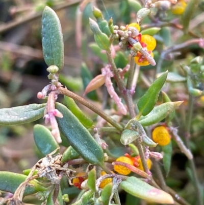 Einadia nutans (Climbing Saltbush) at Fentons Creek, VIC - 4 May 2022 by KL