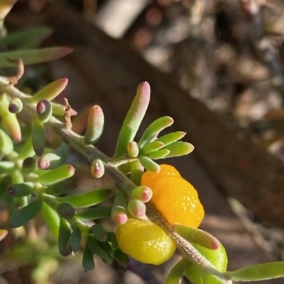 Enchylaena tomentosa var. tomentosa (Ruby Saltbush) at Fentons Creek, VIC - 4 May 2022 by KL