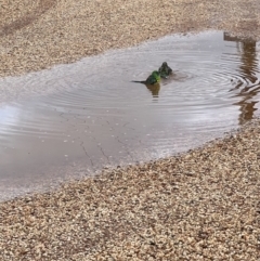 Psephotus haematonotus (Red-rumped Parrot) at Lightning Ridge, NSW - 27 Apr 2022 by SimoneC