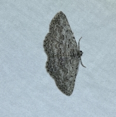 Psilosticha attacta (Looper Moth) at Jerrabomberra, NSW - 4 May 2022 by SteveBorkowskis