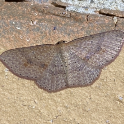 Epicyme rubropunctaria (Red-spotted Delicate) at Jerrabomberra, NSW - 4 May 2022 by Steve_Bok