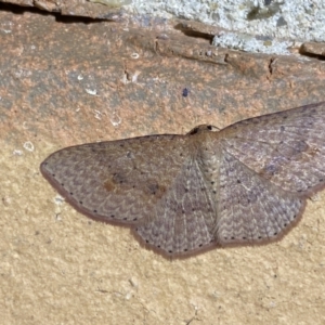 Epicyme rubropunctaria at Jerrabomberra, NSW - 4 May 2022