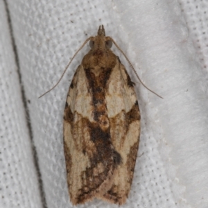 Tortricinae (subfamily) at Melba, ACT - 26 Apr 2022