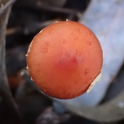 Leratiomcyes ceres (Red Woodchip Fungus) at Cook, ACT - 2 May 2022 by drakes