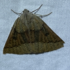 Androchela milvaria (Four-spot Cape-moth (Ennominae)) at Jerrabomberra, NSW - 4 May 2022 by SteveBorkowskis