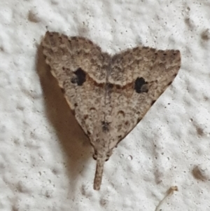 Trigonistis asthenopa at Turner, ACT - 5 May 2022 07:07 AM