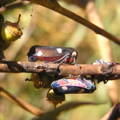 Eurymela distincta (Gumtree leafhopper) at Bullen Range - 30 Apr 2022 by MatthewFrawley