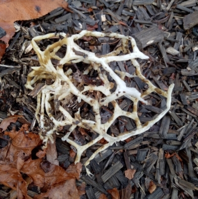Ileodictyon gracile (Smooth Cage) at Stirling, ACT - 5 May 2022 by DesB