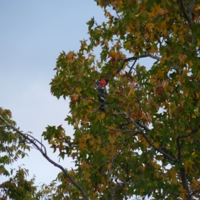 Callocephalon fimbriatum (Gang-gang Cockatoo) at Lyons, ACT - 3 May 2022 by jedp03