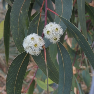 Eucalyptus racemosa (Narrow-leaved Scribbly Gum) at Conder, ACT - 13 Jan 2022 by michaelb